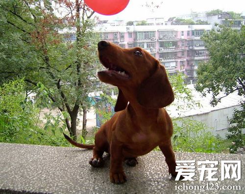 腊肠犬咬人吗 平时它都非常开朗活泼