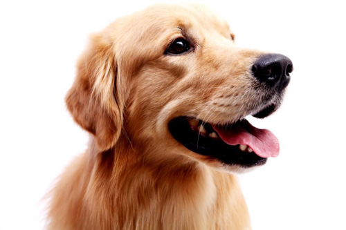 帅气金毛的照片