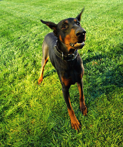 杜宾犬好吗 了解它的优点与缺点