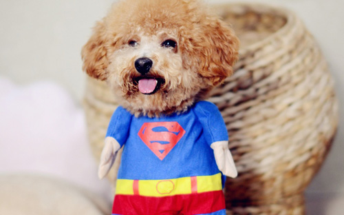 泰迪犬吃什么狗粮好 泰迪不能吃什么