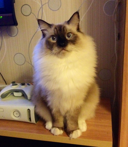 呆萌布偶的乖乖图