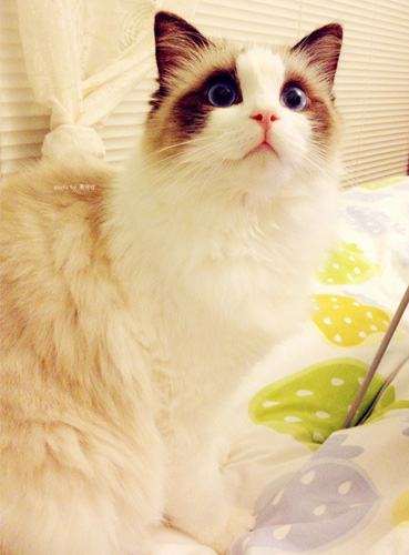 呆萌布偶的乖乖图