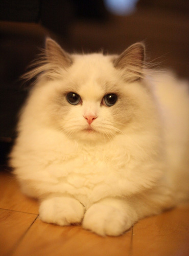 为什么布偶猫这么贵 养猫需做哪些准备