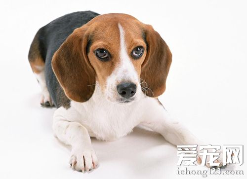 腊肠犬的寿命 性格活泼聪明喜爱哄闹