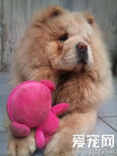 松狮犬吃什么狗粮好 狗粮可提供一定营养元素