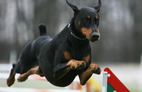 神气杜宾的时尚照片