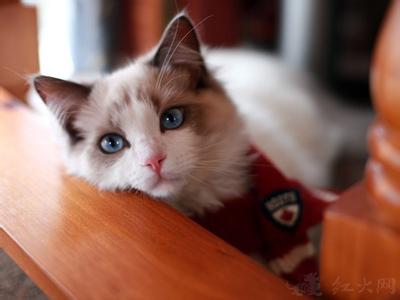 可爱布偶猫的照片