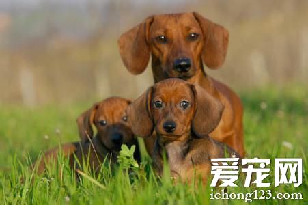 腊肠小可爱的图片