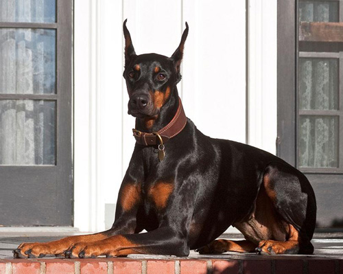 杜宾犬吃什么好 选择适合狗狗的食物