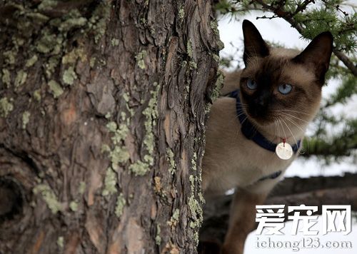 暹罗猫拉肚子 猫咪拉肚子的原因