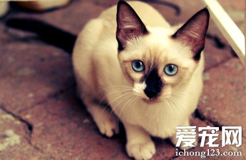 暹罗猫好养吗 五种正确方法的饲养方法