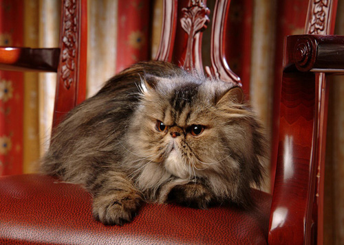 波斯猫哪里买 选购需要擦亮眼睛