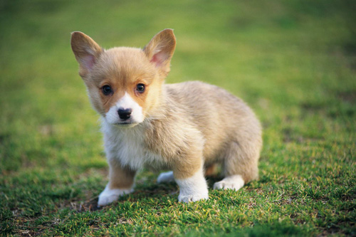 小狗晚上叫个不停怎么办 首先找到原因