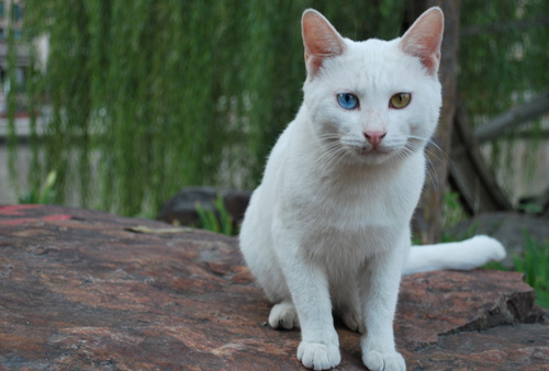 幼猫感冒吃什么药 发病原因以及注意事项