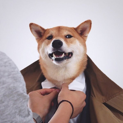 月入九万的狗 狗界高富帅秒杀小白领