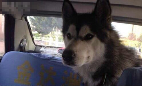 长春哈士奇坐“霸王车” 的哥拉着跑一天找主人