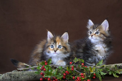 缅因猫拉肚子吃什么药 拉肚子有什么原因