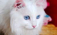 纯种波斯猫价格 建议多了解它的性格