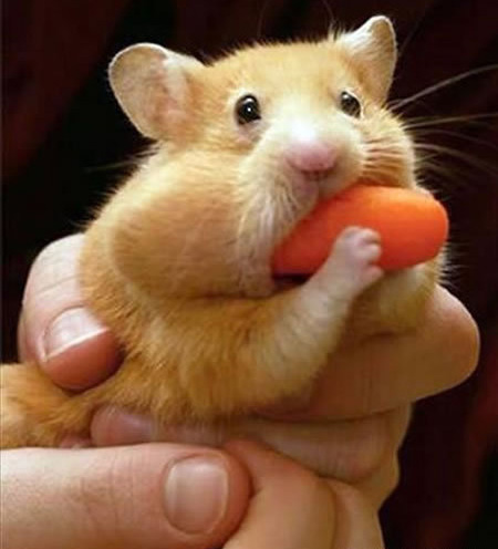 整个胡萝卜都是我的，哼！