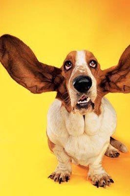 我的耳朵怎么啦。。。