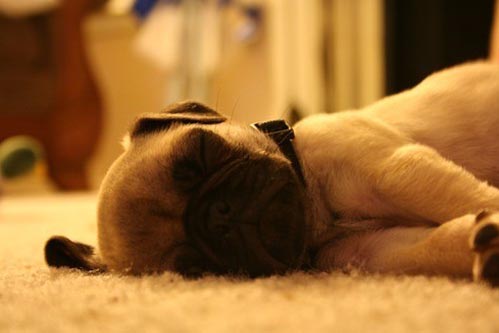 让我安静的睡一觉。。。