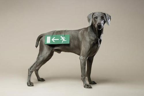 流动指示牌。。。