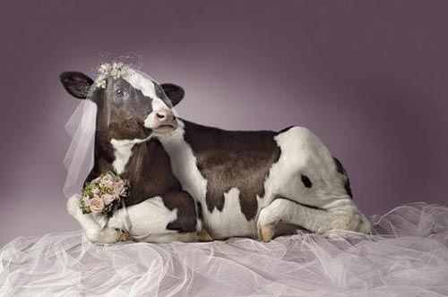 我的新郎怎么还没到。。。