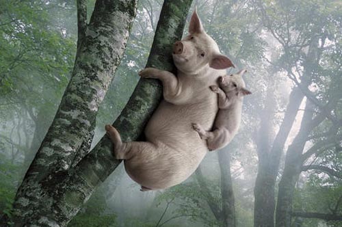 谁说我不会上树了。。。