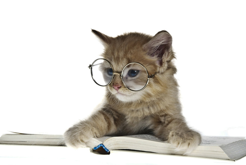 为什么猫怕水 怎么给猫咪洗澡