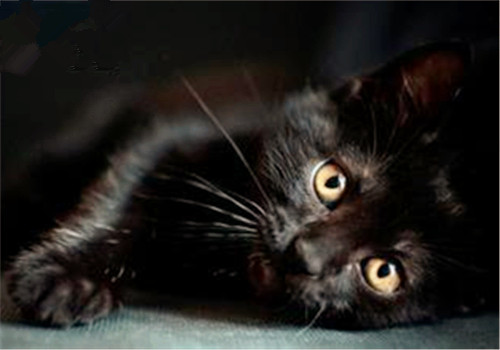 孟买猫特点 独特魅力大散发