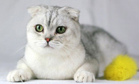 纯种苏格兰折耳猫 辨别标准是什么