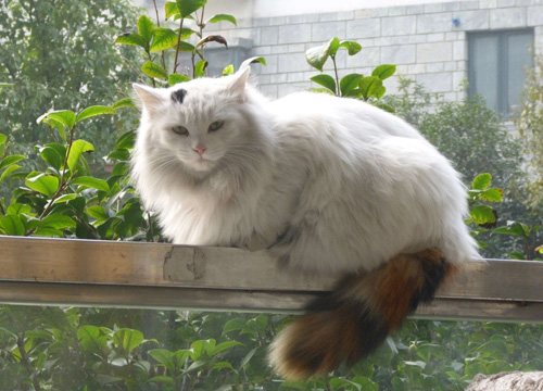 哪里有卖波斯猫 选购需要注意什么