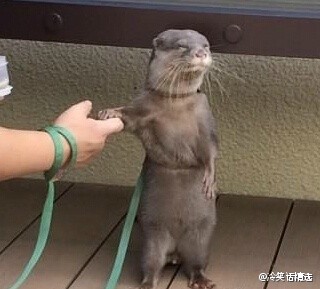  铲屎的，快来，扶着朕。。。