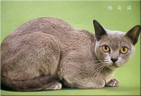 宠物猫的品种及价格 选猫需要注意哪些