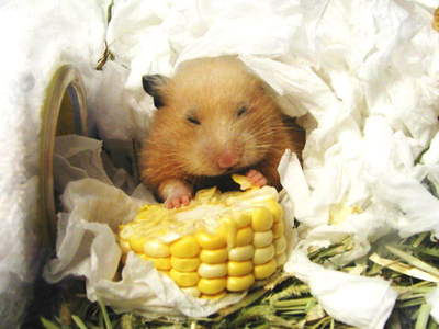 有玉米吃，好幸福的。。。