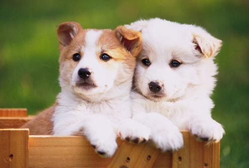 被狗咬了怎么办 哪些情况需要去医院