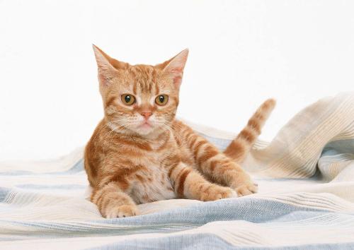 埃及短毛猫 应该如何喂养