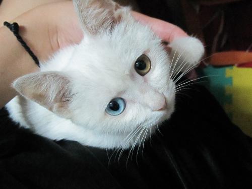 波斯猫吐吃什么药 呕吐的原因有哪些