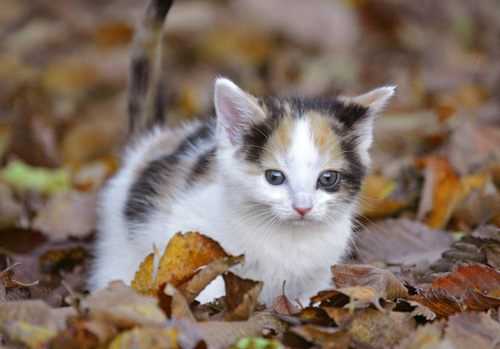猫不能吃的东西 哪些食物可致命