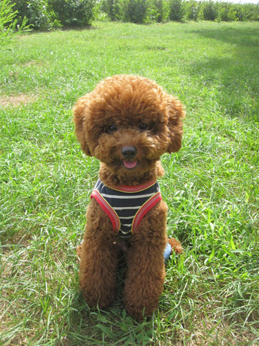 泰迪吃什么狗粮好 对比几款狗粮的价格