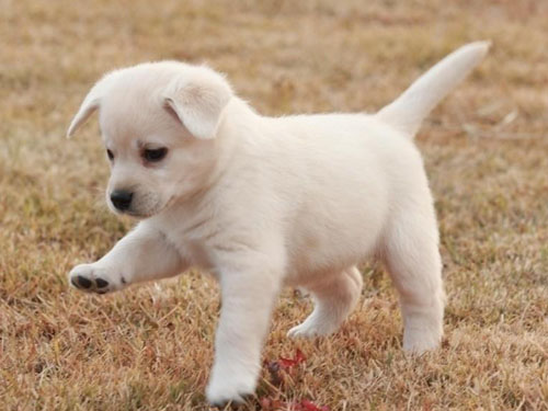 被狗狗咬了出血怎么办 它为什么会咬你