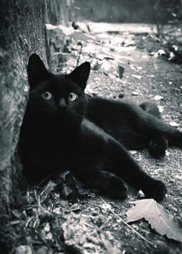 孟买猫能喝羊奶吗 猫咪如何喂养