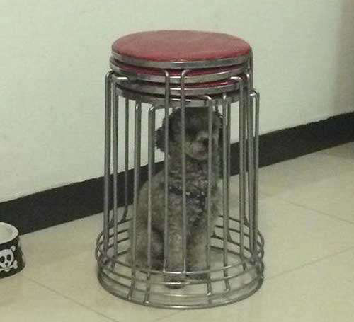 这样当笼子挺不错的