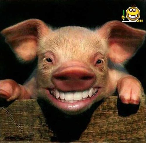 笑死伦家了。。。。