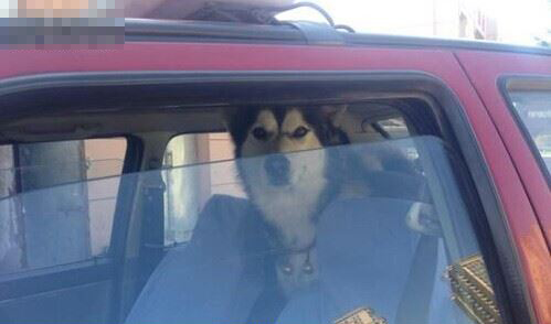 长春哈士奇坐“霸王车” 的哥拉着跑一天找主人