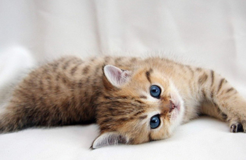 训练缅因猫拉屎 教它自己上厕所