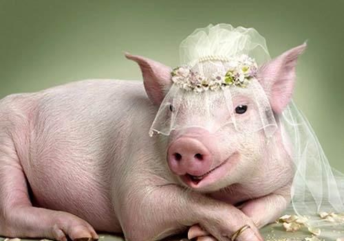 见天我要嫁给你啦。。。