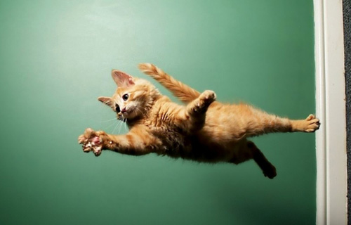 缅因猫为什么会打喷嚏 三个原因导致