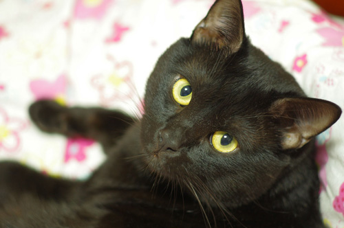 怎么训练孟买猫用猫砂 记得定时清理盆中的脏污