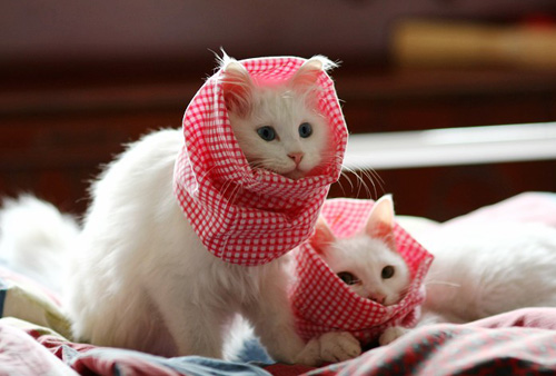 怎样训练猫用猫砂 遵循哪些原则